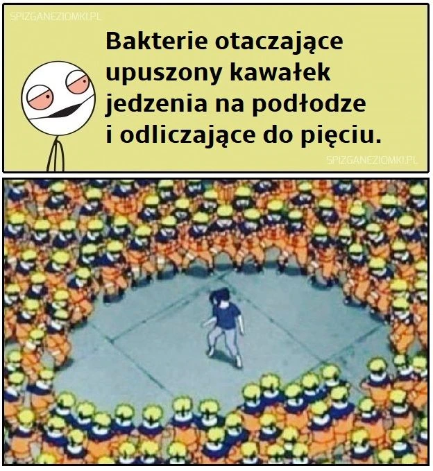 Bakterie czekające na jedzonko