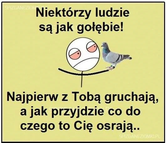 Gołębie