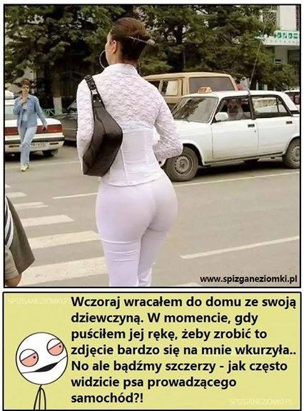 Pies za kierownicą