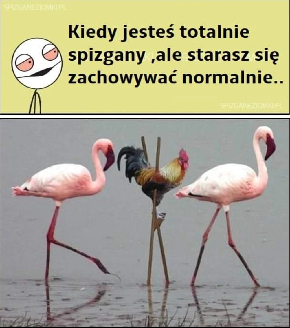 Spizgany