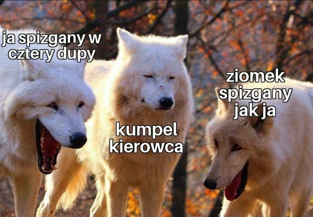 Kumpel kierowca