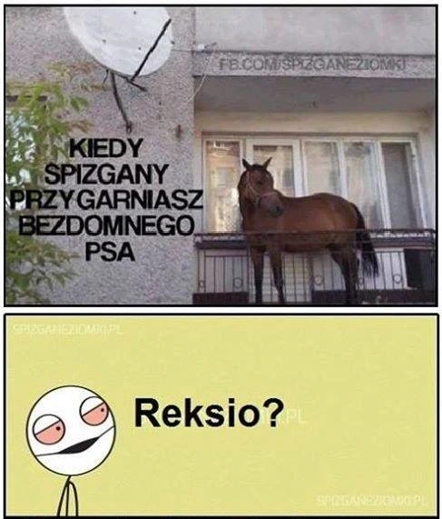 Bezdomny piesek