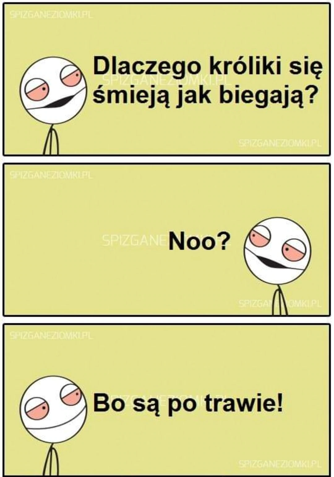 Wesołe króliczki