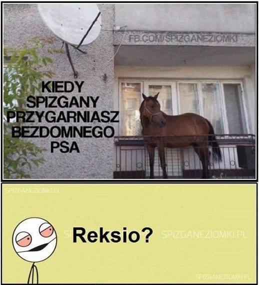 Bezdomny pies