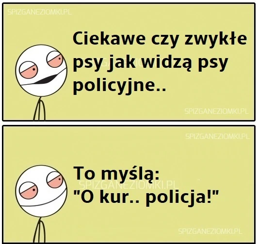 Ciekawostka