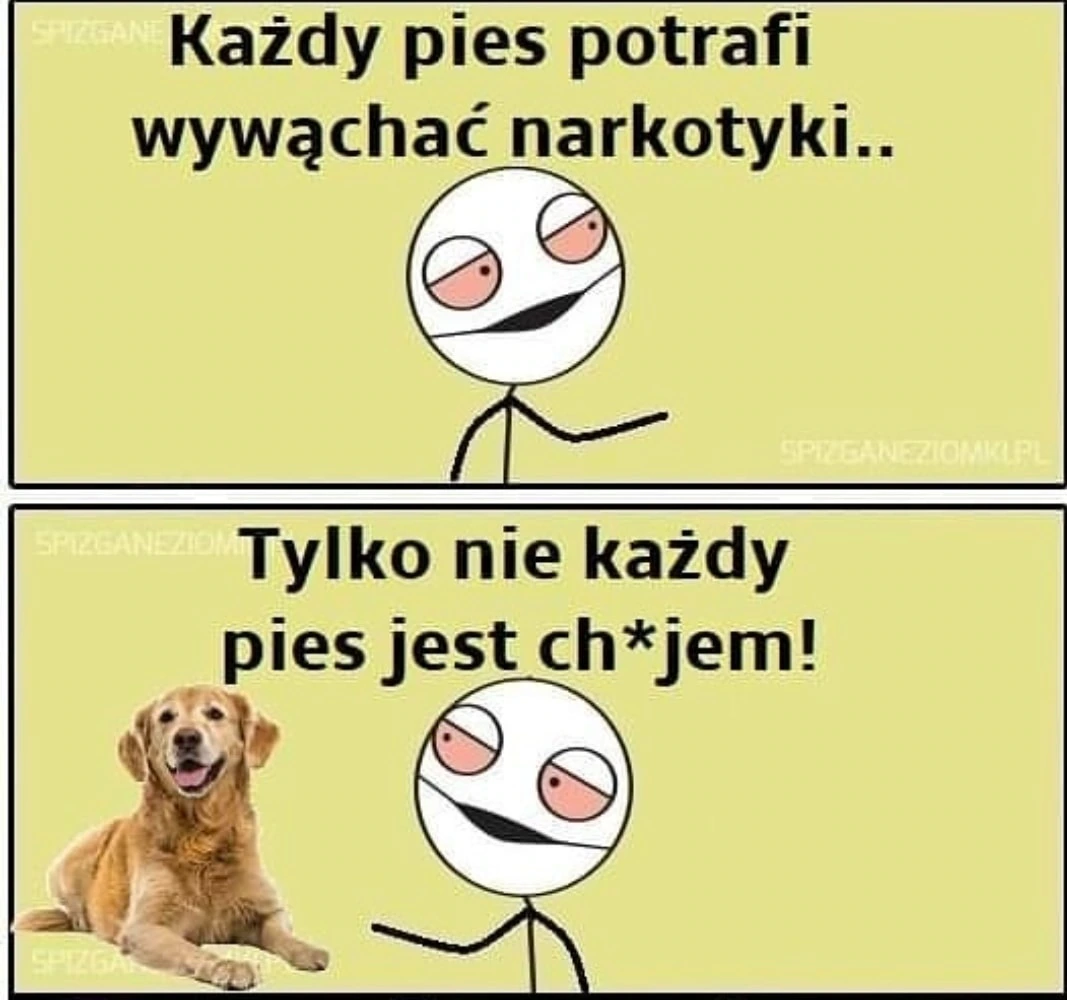 Pies potrafi wywąchać narkotyki