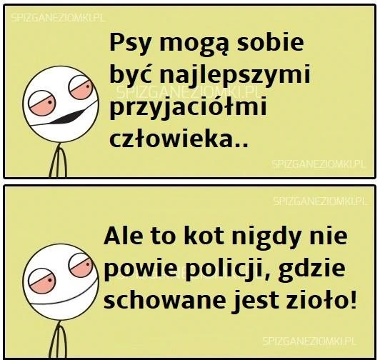 Kot nie jest konfident
