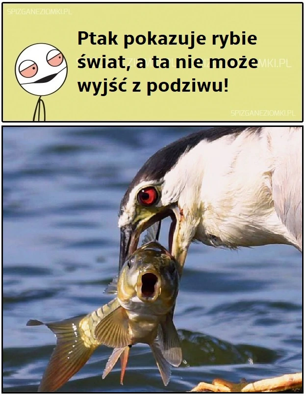 Ptak pokazuje rybie świat