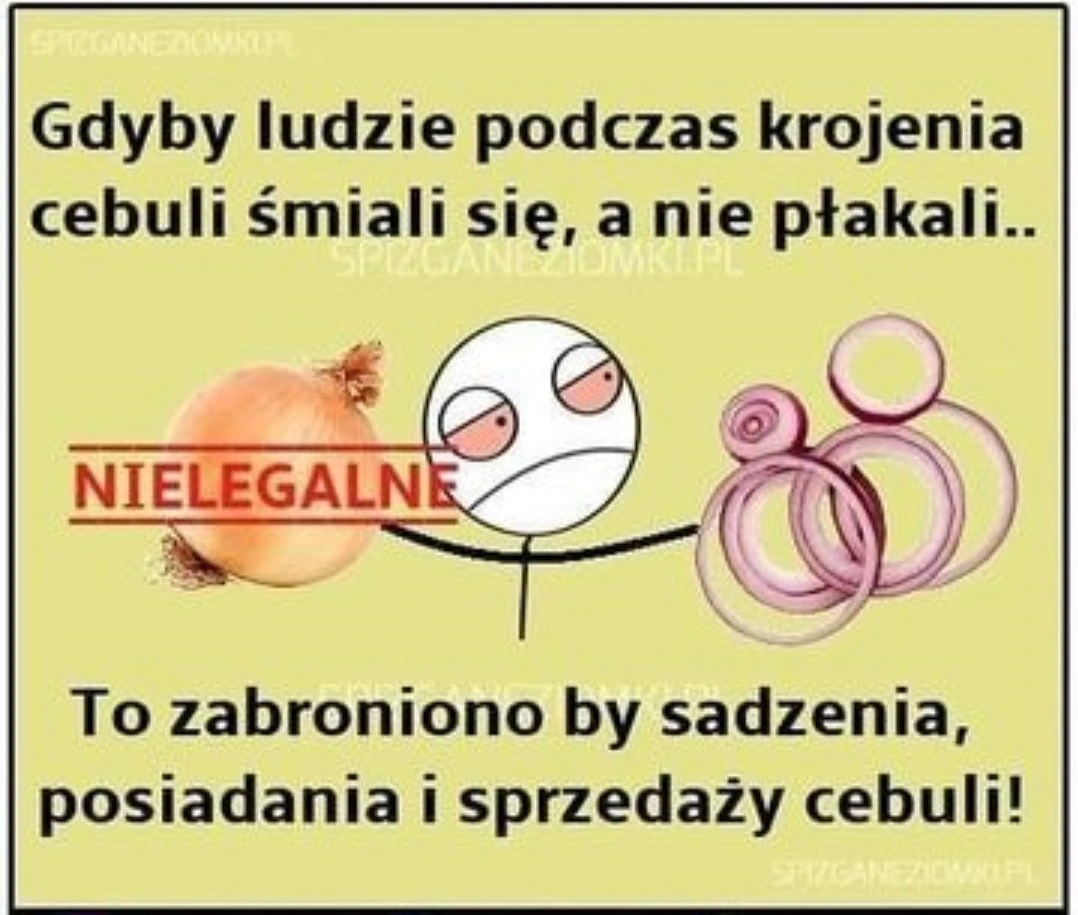 Cebula